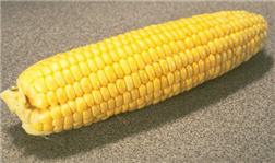 corn